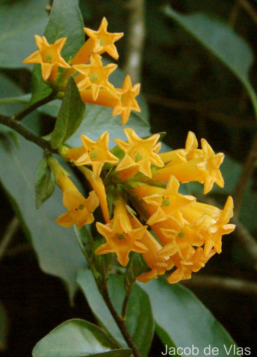 Cestrum aurantiacum Lindl.